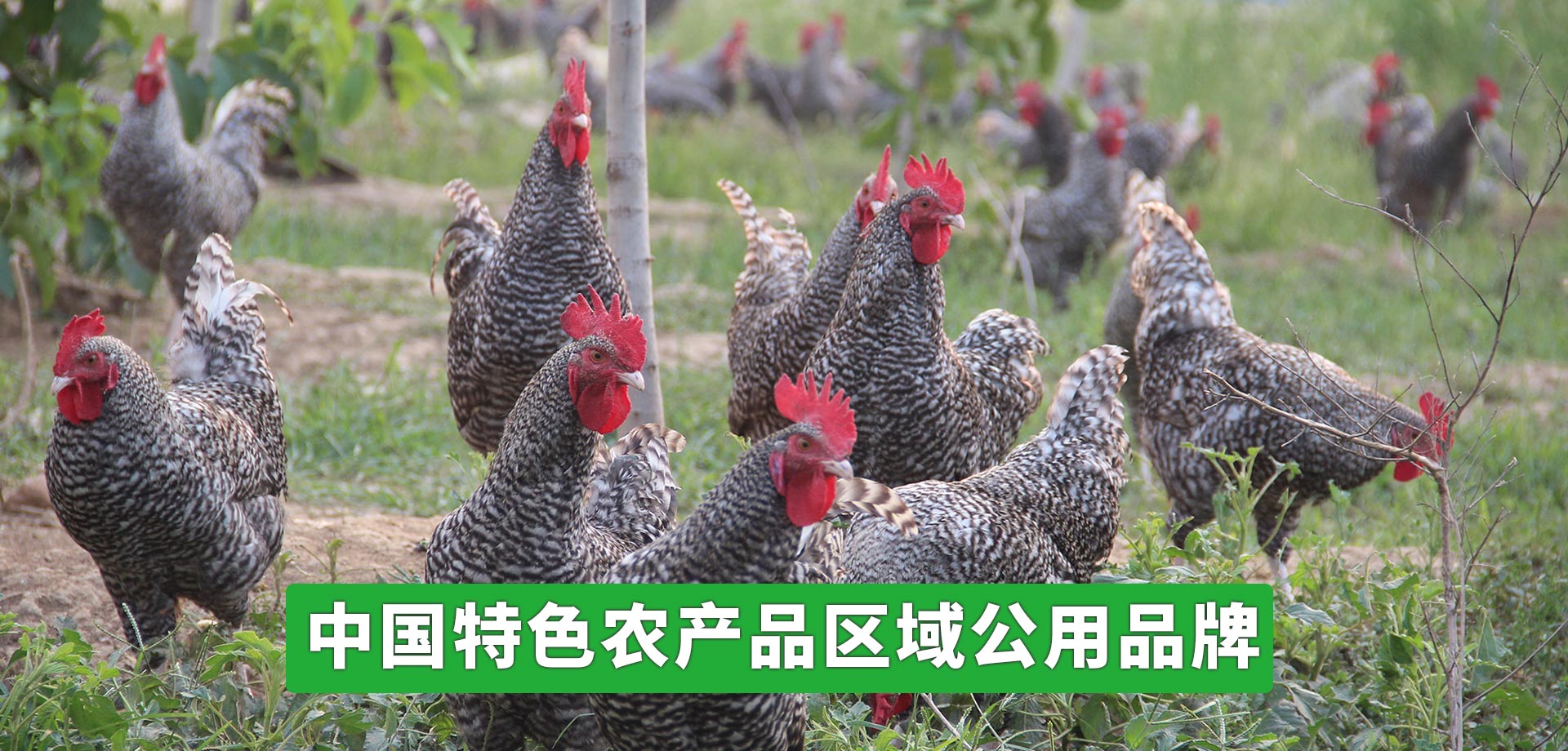 冠益管道